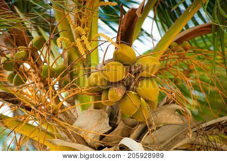 Palm tree with coconuts against the blue sky.