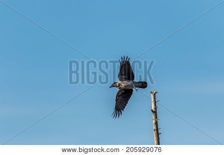 Hooded Crow With Wings Spread Taking Off From Its Post