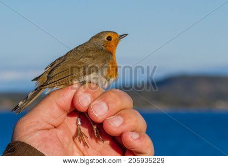 Robin, Erithacus rubecula, bird is held in a womans hand for ringing, or banding, in Jomfruland Bird Station Norway