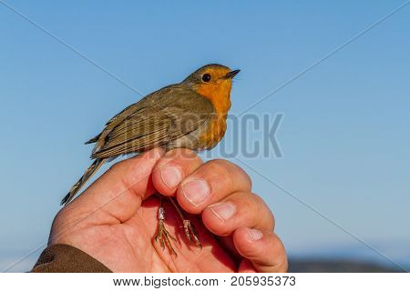 Robin, Erithacus rubecula, bird is held in a womans hand for ringing, or banding, in Jomfruland Bird Station Norway