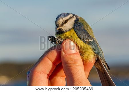 bird is held in a womans hand for ringing, or banding, in Jomfruland Bird Station Norway