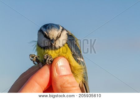 bird is held in a womans hand for ringing, or banding, in Jomfruland Bird Station Norway