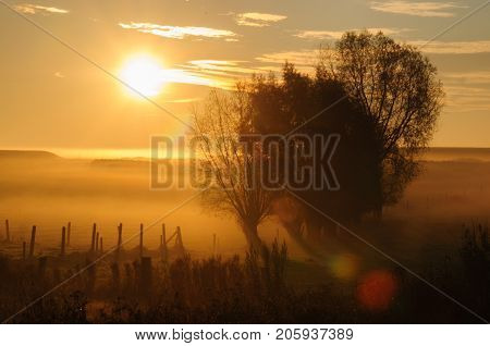 Sunrise illumintating a group of trees in the fall morning light