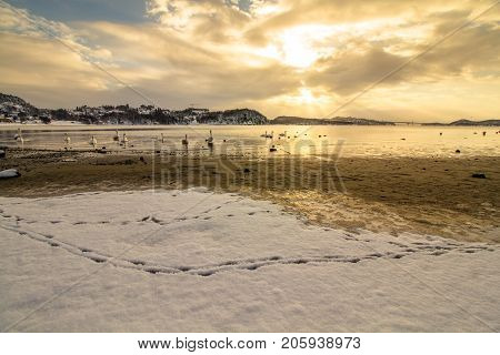 Mute swans - Cygnus olor - in the ocean at Hamresanden, Kristiansand, Norway. Hamresanden is a popular beach at summertime, but also a good bird location.