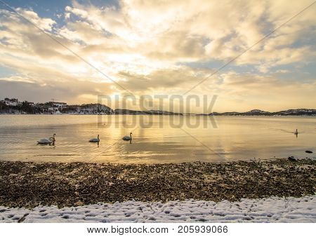 Mute swans - Cygnus olor - in the ocean at Hamresanden, Kristiansand, Norway. Hamresanden is a popular beach at summertime, but also a good bird location.