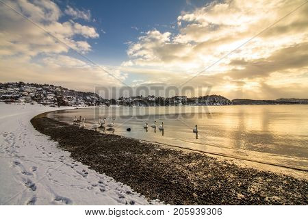 Mute swans - Cygnus olor - in the ocean at Hamresanden, Kristiansand, Norway. Hamresanden is a popular beach at summertime, but also a good bird location.