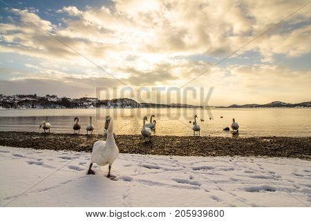 Mute swans - Cygnus olor - in the ocean at Hamresanden, Kristiansand, Norway. Hamresanden is a popular beach at summertime, but also a good bird location.