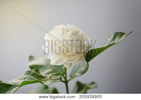 White flower have soft petals Jasminum sambac in scientific name and space for text. - Tropical Asia flower.
