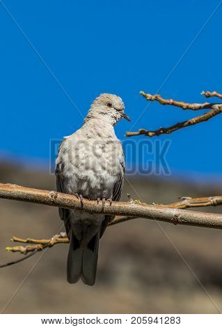 Collared Dove sitting on branch with mountain and blue sky behind. Playa del Cura Gran Canaria Spain. Vertical