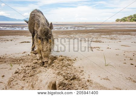 This wild bornean bearded pig, Sus Barbatus, a wild animal living in Bako national park, Kuching, Malaysia, Borneo. It digs in the sand with the snout, finding food.