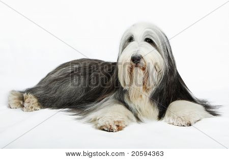 Schäferhund vor einem weißen Hintergrund