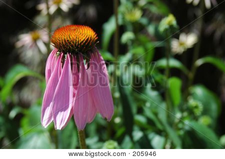 보라색 Coneflower