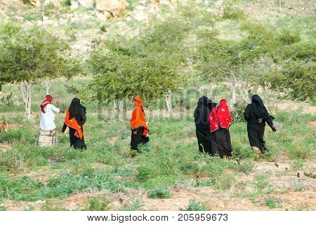 Socotra island Yemen - 16 January 2008: women dressed in the burqa on the countryside of Socotra island Yemen