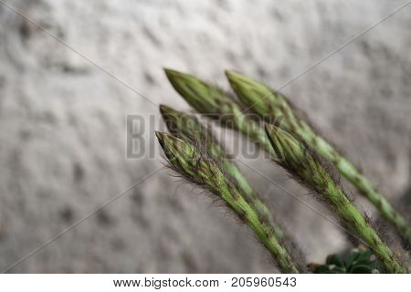 Echinopsis Subdenudata Buds