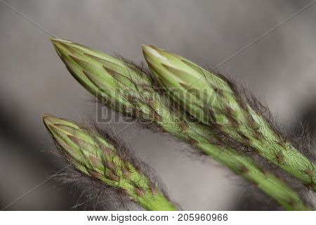 Echinopsis Subdenudata Buds