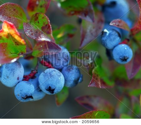 野生のブルーベリー (スノキ属 Myrtilloides）