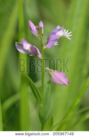 Common Milkwort