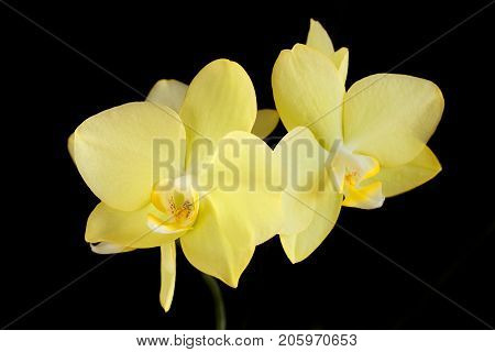 Two yellow flowers Orched isolated on a black background.