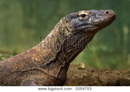 Komodo dragen solbadning i ørkenen