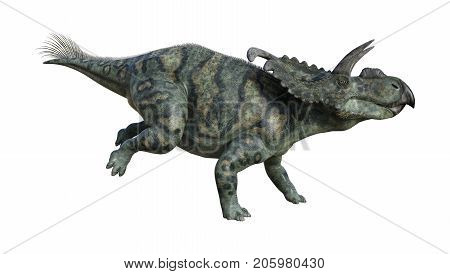 3D Rendering Dinosaur Albertaceratops On White