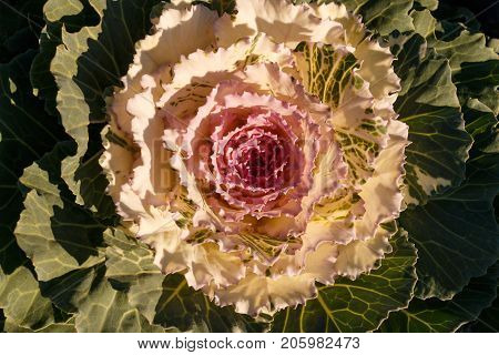 Decorative Cabbage