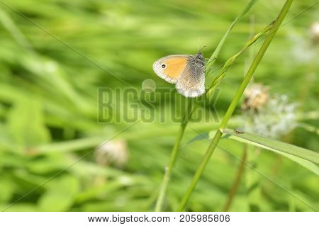 butterfly on green grass. Natural outdoors  background