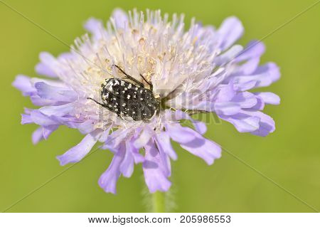 Alleculid Beetle / Tropinota (epicometis) Hirta On Flower