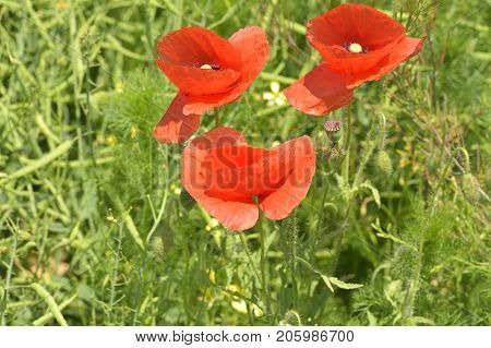 Red Poppy (common Names: Corn Poppy, Corn Rose, Field Poppy, Flanders Poppy, Red Poppy, Red Weed, Co