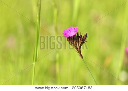 Wild flowersCarthusian Pink (Dianthus carthusianorum ). Natural outdoors  background
