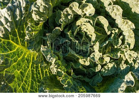 Decorative Cabbage
