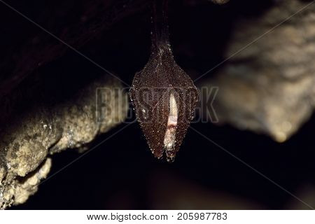 Greater horseshoe bat( Rhinolophus ferrumequinum) in cave