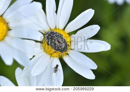 Alleculid Beetle / Tropinota (epicometis) Hirta On Flower
