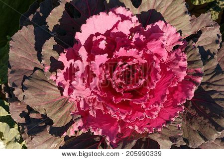 Decorative Cabbage