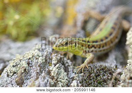 Green lizard(Lacerta viridis) is a species of lizard of the genus Green lizards. Lizard on the stone