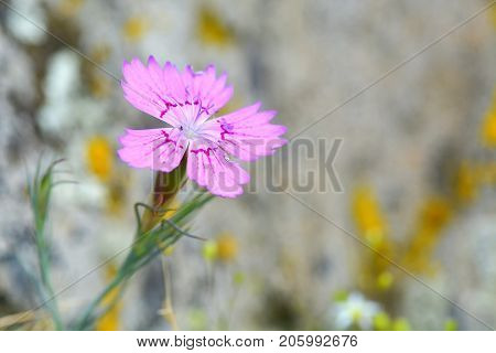 Pink carnation (Dianthus carthusianorum) flowers. Close up