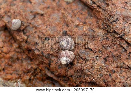 Common Periwinkle (littorina Littorea)