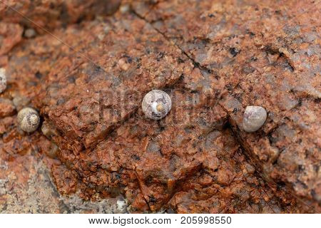 Common Periwinkle (littorina Littorea)