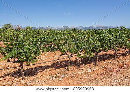 Mallorca Vineyard