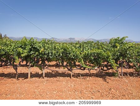 Mallorca Vineyard