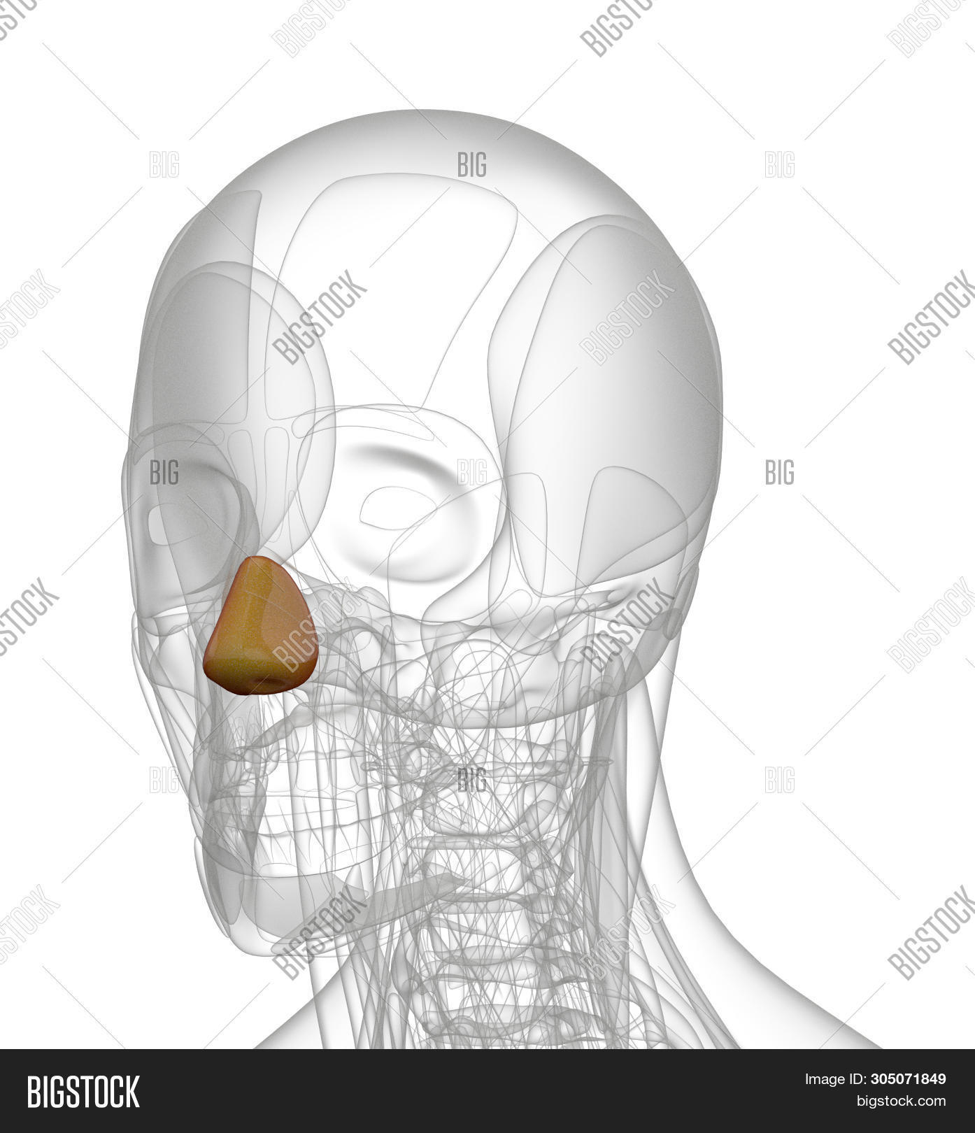 3d Rendering Medical Image & Photo (Free Trial) Bigstock