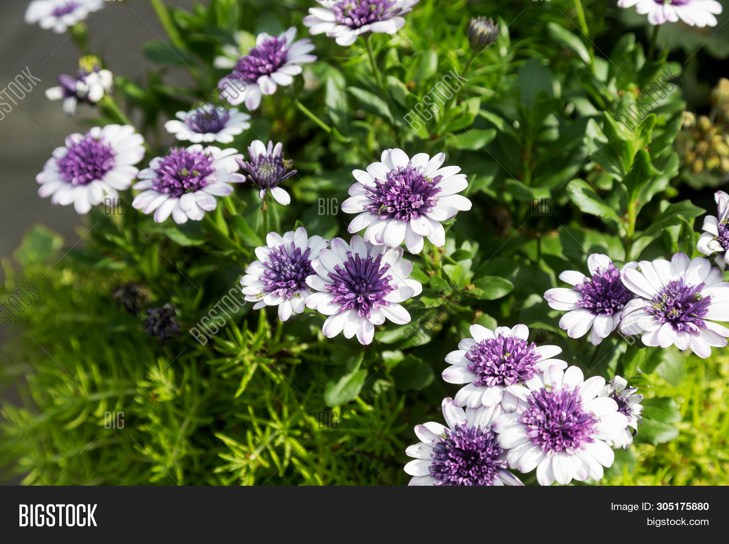 Beautiful Whites, Image & Photo (Free Trial) Bigstock