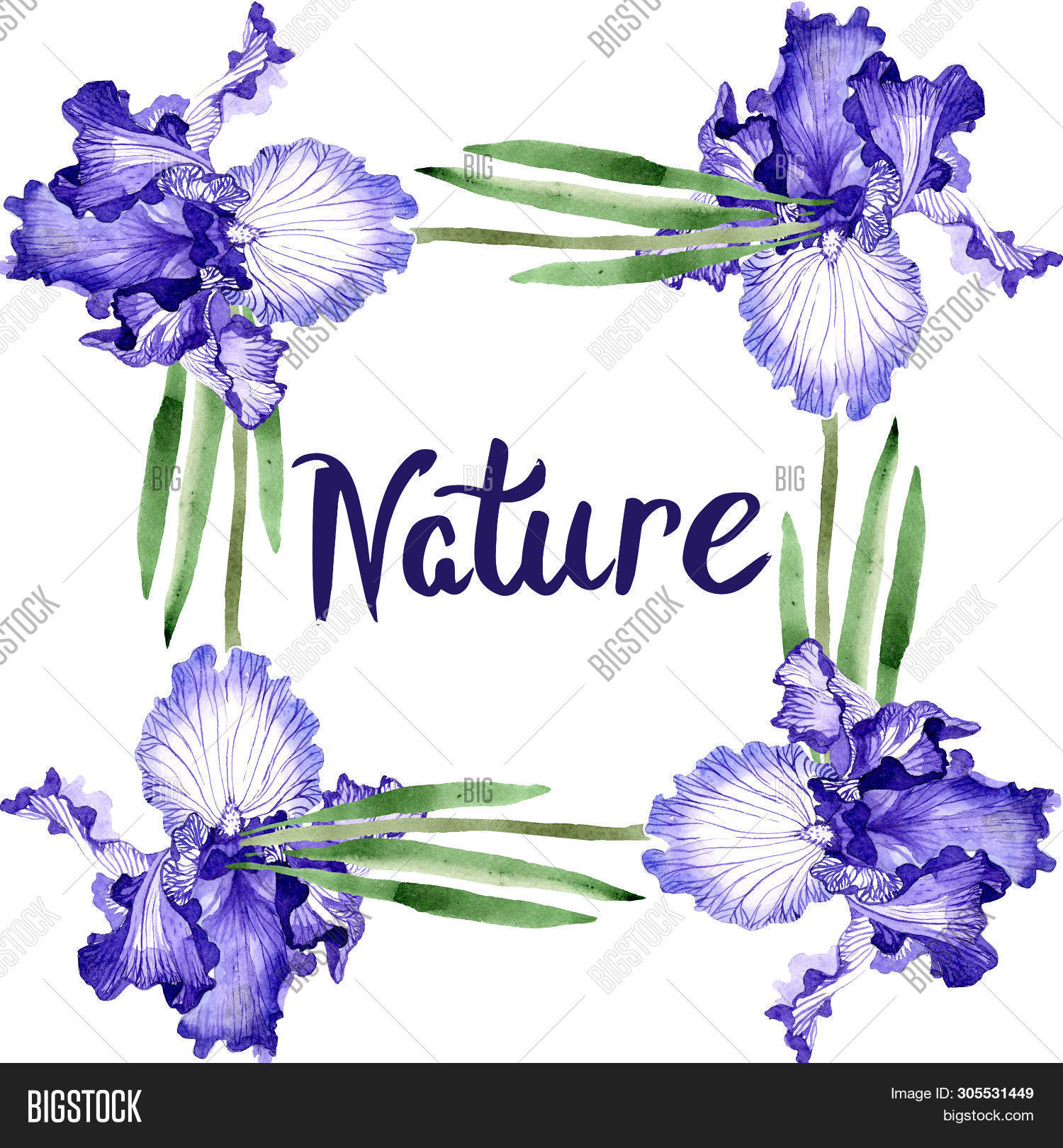 Blue Iris Floral Image & Photo (Free Trial) Bigstock