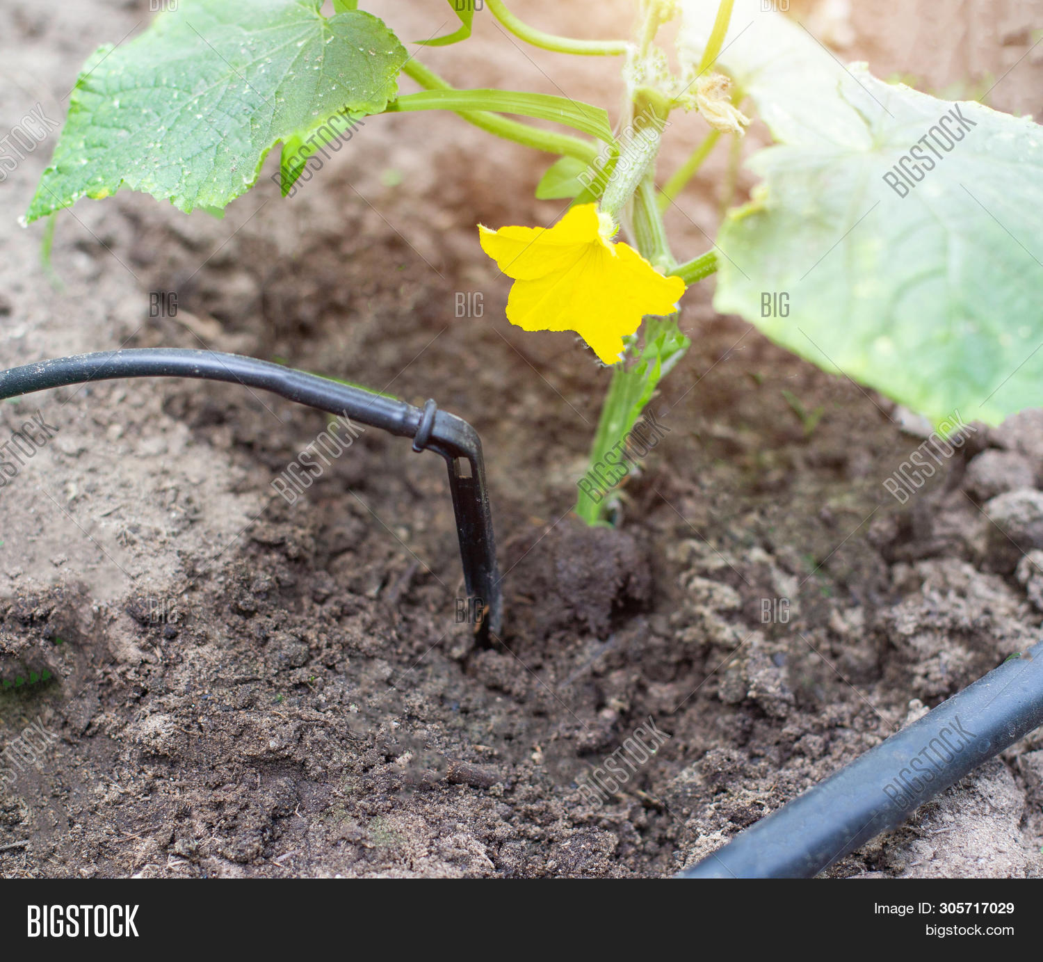 Plants Get Water Using Image & Photo (Free Trial) Bigstock