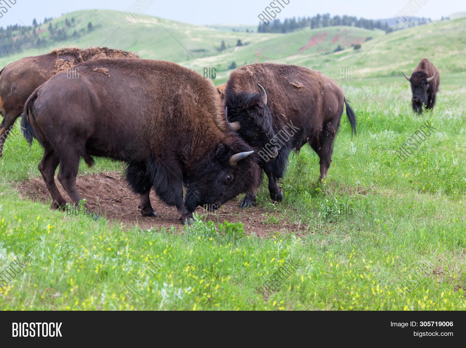 Two Male Bison Use Image & Photo (Free Trial) | Bigstock