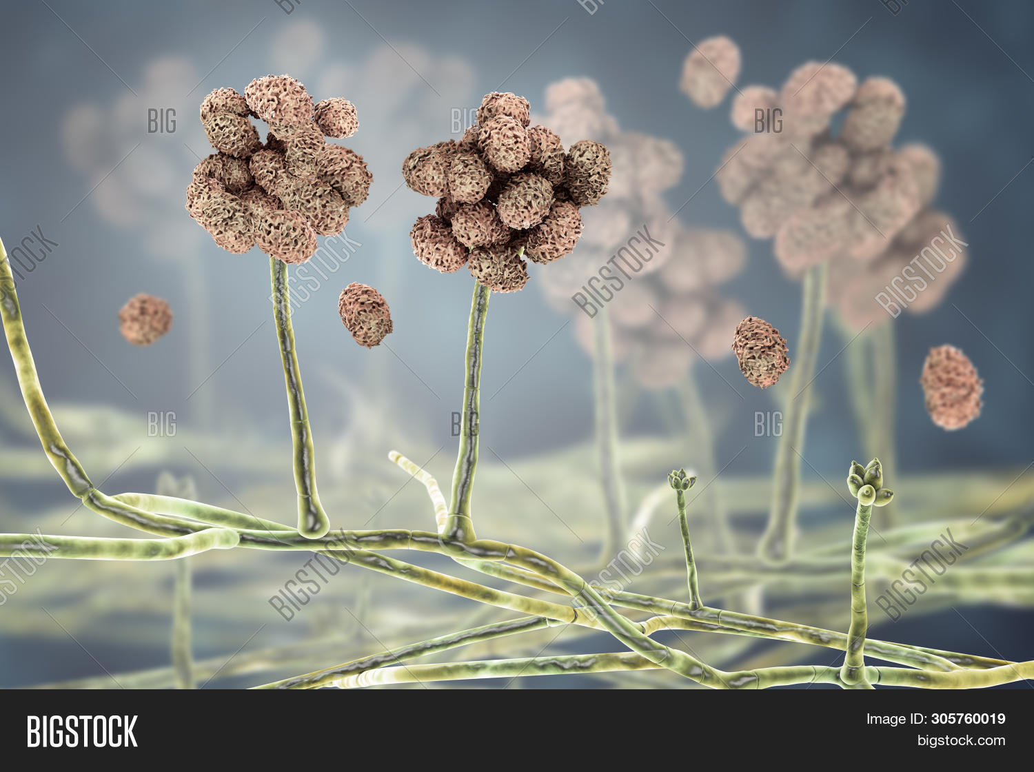 Stachybotrys Chartarum Image & Photo (Free Trial) | Bigstock