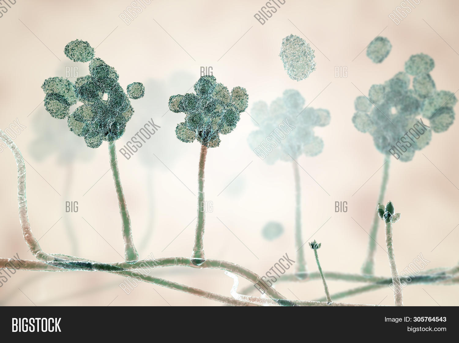 Stachybotrys Chartarum Image & Photo (Free Trial) | Bigstock
