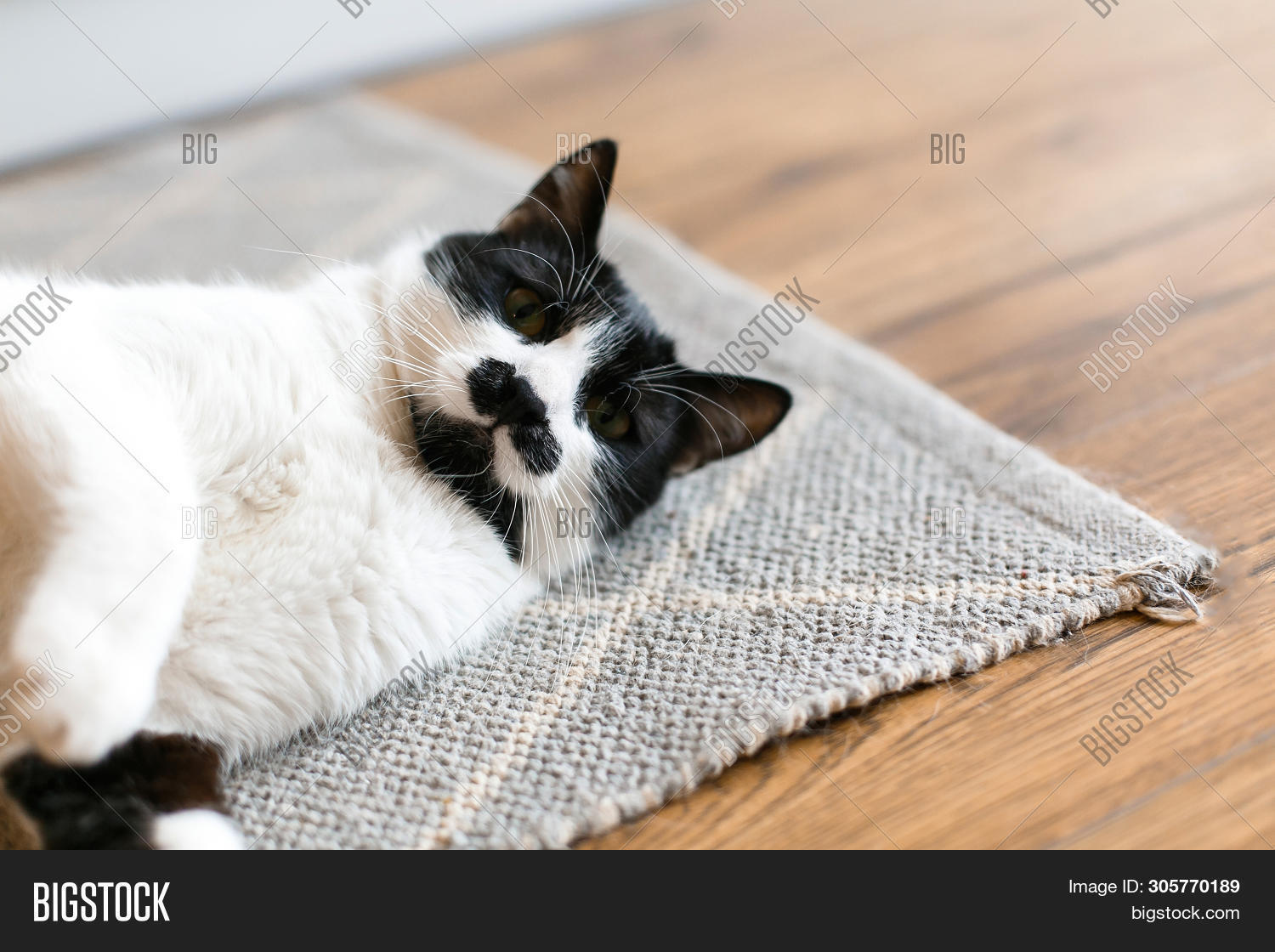 Cute Cat Lazy Lying On Image Photo Free Trial Bigstock