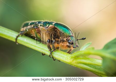 Cetonia Aurata, Called The Rose Chafer Or The Green Rose Chafer. A Beetle On A Green Stem.