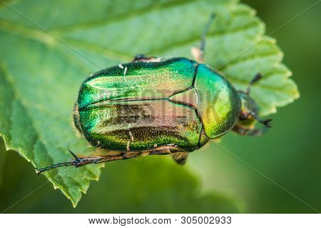 Cetonia Aurata, Called The Rose Chafer Or The Green Rose Chafer. A Beetle On A Green Leaf.