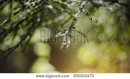 Blurred Background  With Green Fir-tree Branches And Bokeh